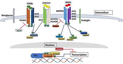 Endoplasmic Reticulum Associated Protein Degradation (ERAD) in the Pathology of Diseases Related to TGFβ Signaling Pathway: Future Therapeutic Perspectives